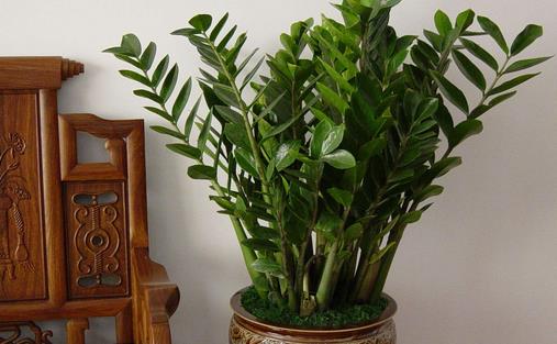 金錢樹怎么養 金錢樹多久澆一次水 金錢樹有毒嗎