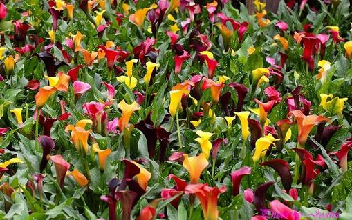 馬蹄蓮有毒嗎 馬蹄蓮怎么養 馬蹄蓮能放在臥室嗎