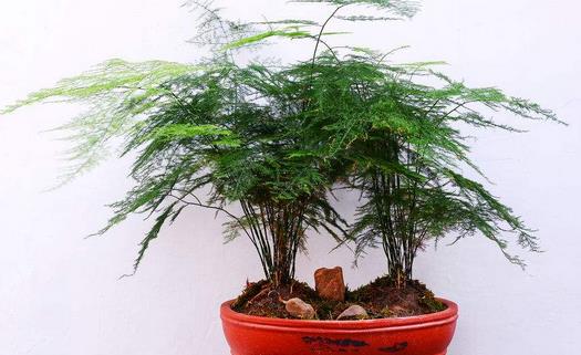 文竹怎么養 文竹可以水養嗎 文竹怎么修剪