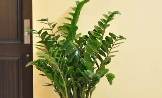 金錢樹怎么養 金錢樹多久澆一次水 金錢樹有毒嗎