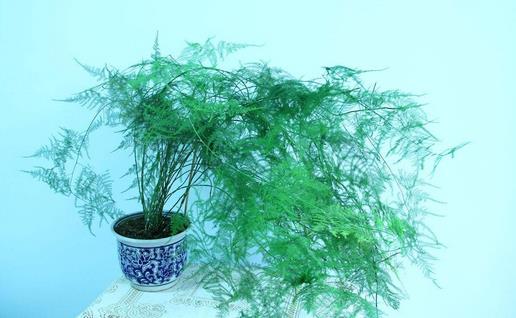 文竹怎么養 文竹可以水養嗎 文竹怎么修剪