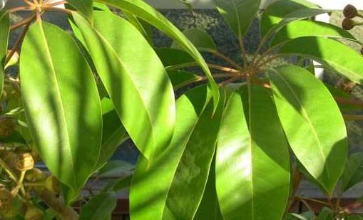 七葉蓮的養(yǎng)殖方法 七葉蓮的風(fēng)水作用