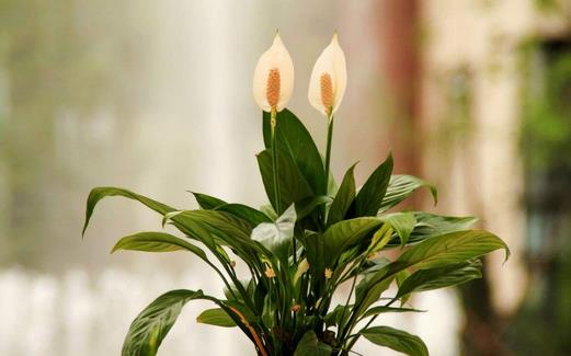 白掌有毒嗎 白掌怎樣養 水培白掌多久換水