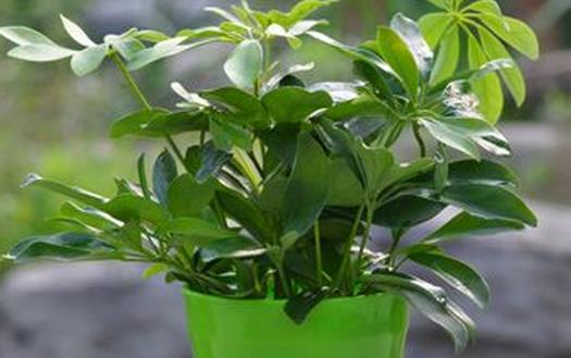 七葉蓮的養(yǎng)殖方法 七葉蓮的風(fēng)水作用