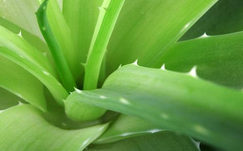 蘆薈有毒嗎 蘆薈怎么養(yǎng)長(zhǎng)得快 蘆薈怎么澆水