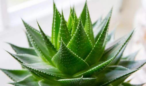 蘆薈有毒嗎 蘆薈怎么養(yǎng)長(zhǎng)得快 蘆薈怎么澆水