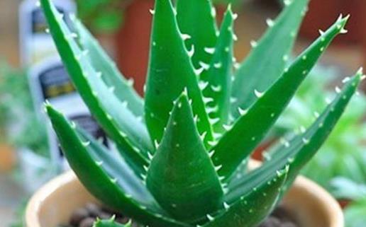 蘆薈有毒嗎 蘆薈怎么養(yǎng)長(zhǎng)得快 蘆薈怎么澆水