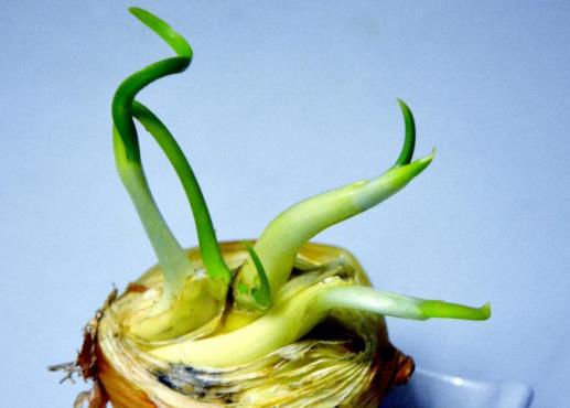 洋蔥發芽了怎么變盆景?家里的洋蔥發芽了怎么辦