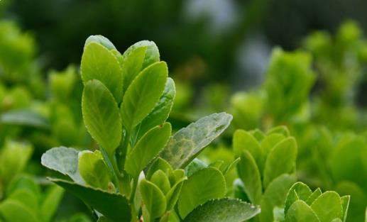 2021年小滿是幾月幾號幾點幾分 小滿有什么講究和禁忌