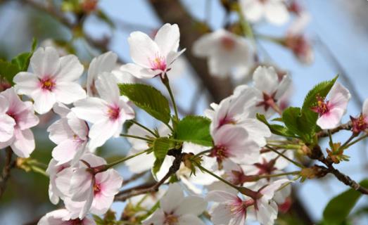 2021小滿宜嫁娶嗎 2021小滿可以領證嗎