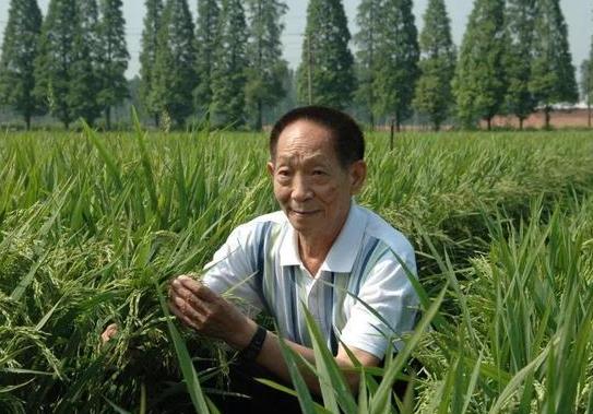 雜交水稻的栽培技術(shù)?雜交水稻什么時候問世的?