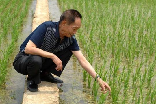 雜交水稻的栽培技術(shù)?雜交水稻什么時候問世的?