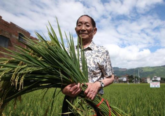 雜交水稻的栽培技術(shù)?雜交水稻什么時候問世的?