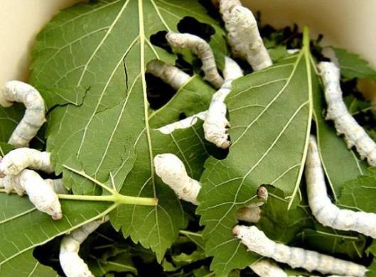 蠶寶寶變成飛蛾后還需要吃東西嗎?怎么養(yǎng)蠶寶寶才不會(huì)死?