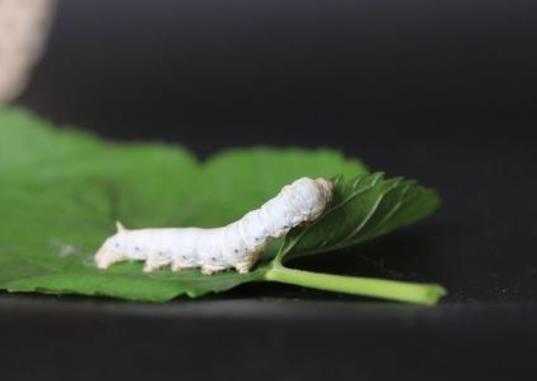 蠶寶寶變成飛蛾后還需要吃東西嗎?怎么養(yǎng)蠶寶寶才不會(huì)死?