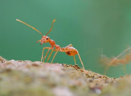 被紅火蟻咬了可以用醋放嗎?如何識別紅火蟻?