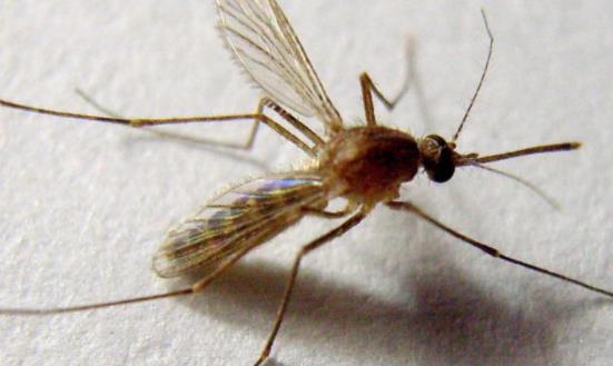 血糖高招蚊子咬嗎 招蚊子有什么辦法解決