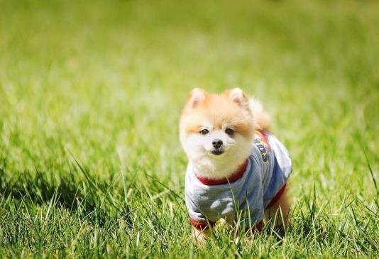 什么是狂犬病?狂犬疫苗怎么打?