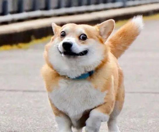 被狗咬了沒破皮沒出血怎么辦?狗狗咬破皮膚表層要打針嗎?