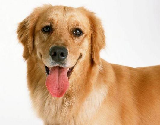 被狗咬了沒破皮沒出血怎么辦?狗狗咬破皮膚表層要打針嗎?