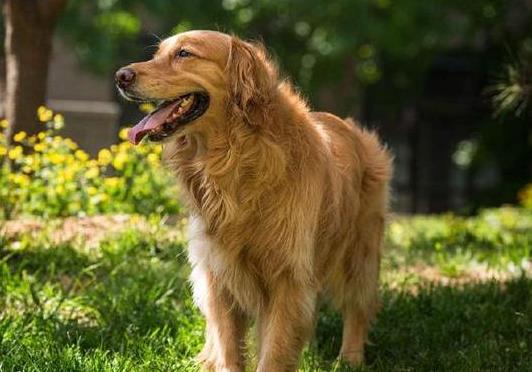 是不是狗咬了必須打針?家養的小狗咬破皮用不用打針?