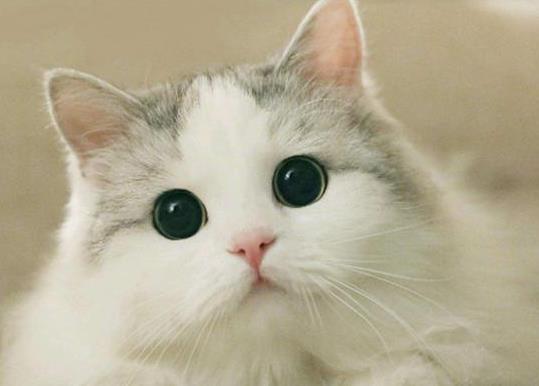 室內養貓多久驅蟲一次?貓咪貓薄荷吃多了怎么辦