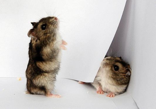 倉鼠為什么喜歡吃自己的屎?倉鼠頰囊會自己清理嗎?