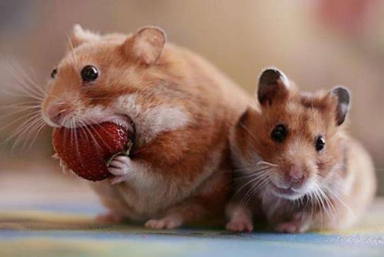 一個月的倉鼠可以用浴沙嗎?倉鼠藏食物在夾囊會怎么樣?