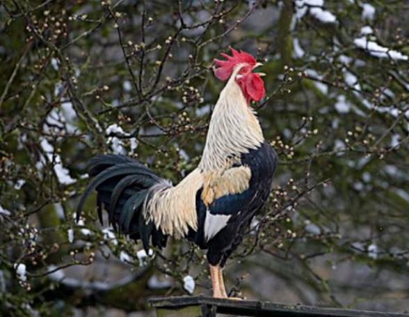 1981年屬雞人2022年運勢及運程女性男性 81年41歲屬雞2022年全年每月運程