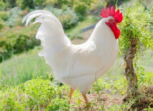 1981年屬雞人2022年運勢及運程女性男性 81年41歲屬雞2022年全年每月運程