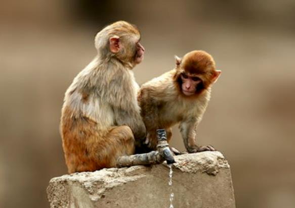 1980年屬猴人2022年運勢及運程女性男性 80年42歲屬猴2022年全年每月運程