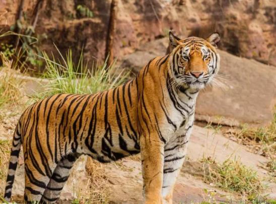 2022年屬虎男性本命年運勢好嗎,虎年生肖虎男本命年戴什么轉運