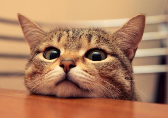 貓咪怎么去除跳蚤?貓咪喝酸奶能調節(jié)腸胃嗎?