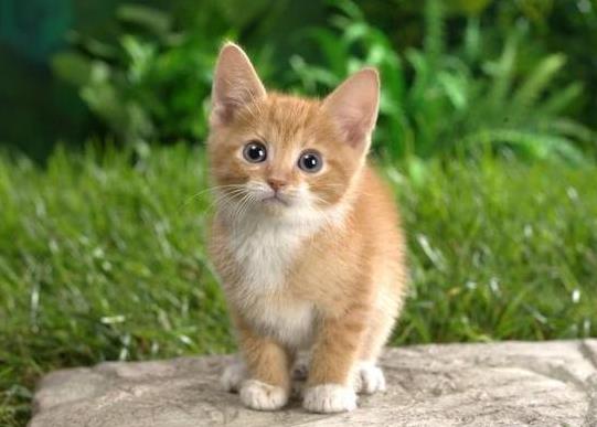 怎么促進貓咪食欲?貓咪一次可以吃多少香蕉?