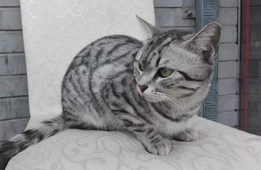 貓咪不喂化毛膏可以嗎?幼貓肚子怎么才是正常的?