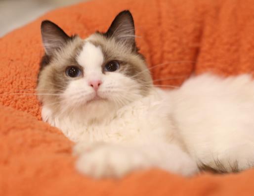 貓咪腸胃不好吃什么?怎么預防貓咪長跳蚤?