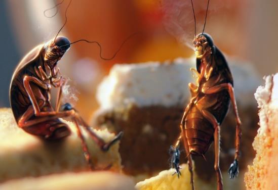 蟑螂爬人身上是因?yàn)榕K嗎?床單被蟑螂爬過洗了還可以用嗎