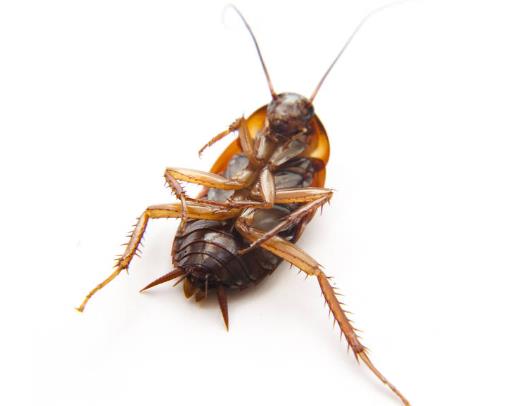 上門除蟑螂服務可靠嗎?家里有蟑螂怎么辦能除根嗎?