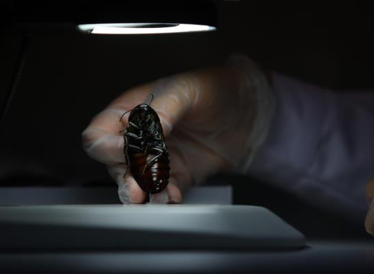 蟑螂為什么會飛來飛去的?蟑螂卵怎么徹底清除?