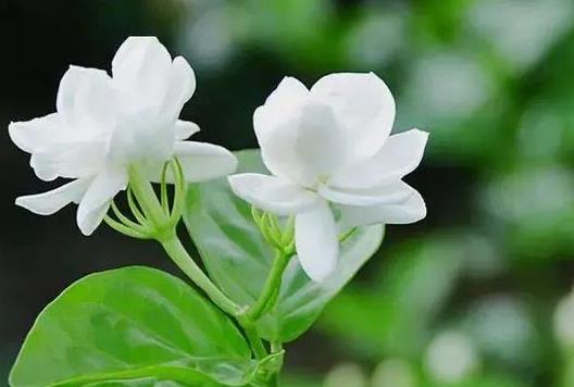 茉莉花葉子干枯容易掉怎么辦?茉莉花修剪只剩主干行嗎?