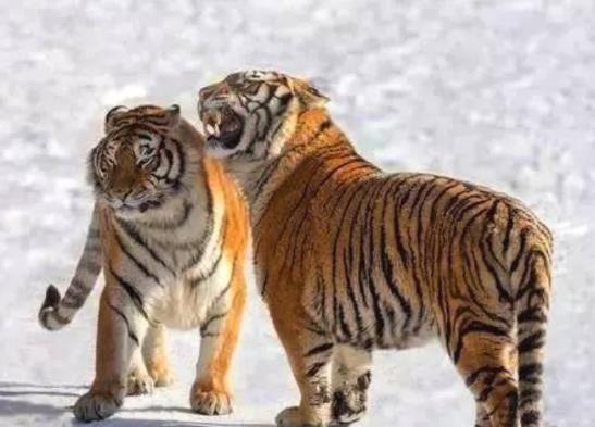 2022年屬虎本命年穿什么顏色的衣服好,虎年本命年幸運色有哪些啥顏色