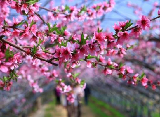 2022年桃花運(yùn)最旺生肖排名,虎年桃花運(yùn)遇到真愛生肖