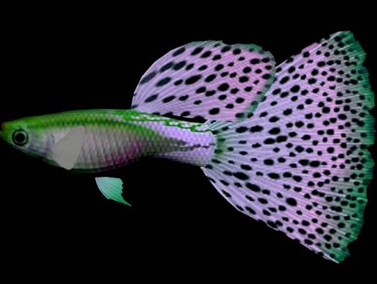 魚腹水用什么藥最好?魚肚子鼓脹導致死亡是怎么引起的