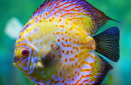 魚腹水用什么藥最好?魚肚子鼓脹導致死亡是怎么引起的