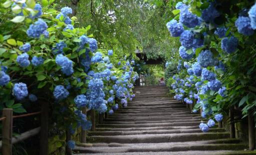 繡球花為什么又叫死人花 繡球花忌諱放在家嗎