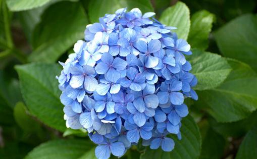 繡球花為什么又叫死人花 繡球花忌諱放在家嗎