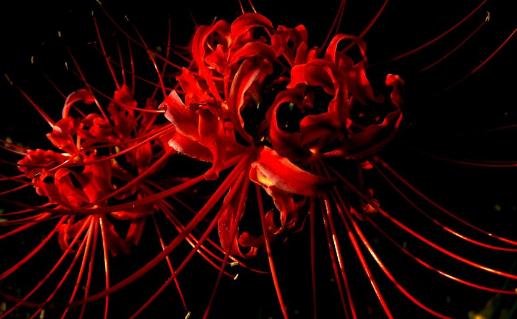 彼岸花真的招鬼嗎 彼岸花種了會倒霉嗎