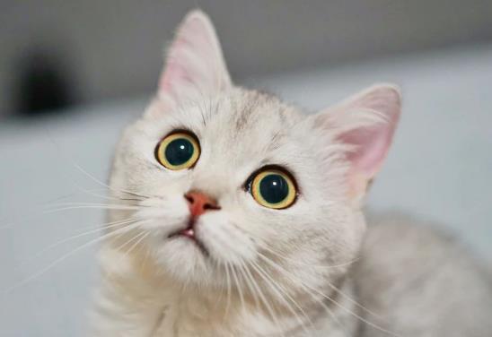 室內(nèi)養(yǎng)貓如何防止臭味?貓的尿漬在衣服上如何洗干凈?