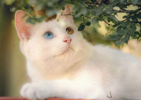 室內(nèi)養(yǎng)貓如何防止臭味?貓的尿漬在衣服上如何洗干凈?