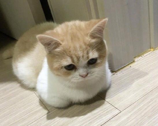 化毛膏和貓草可以同時吃嗎?怎么讓貓咪吃化毛膏